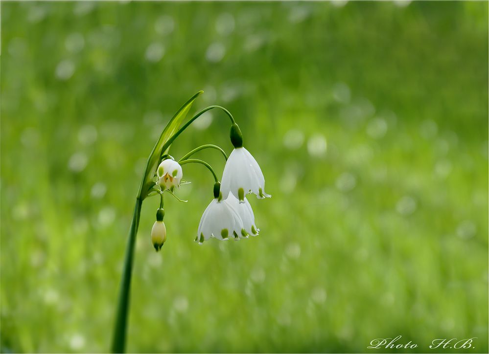 Sommerknotenblume...