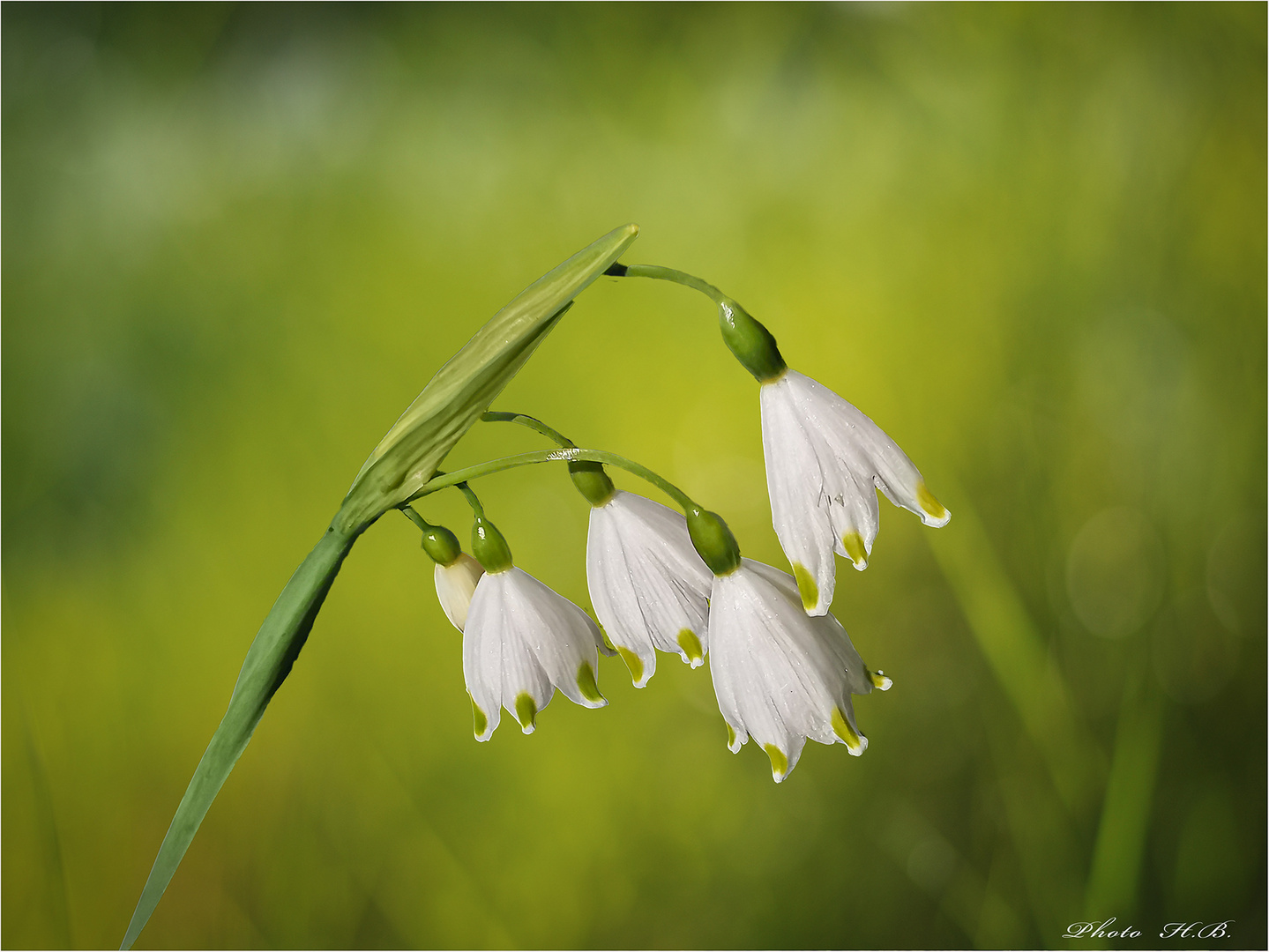 Sommerknotenblume