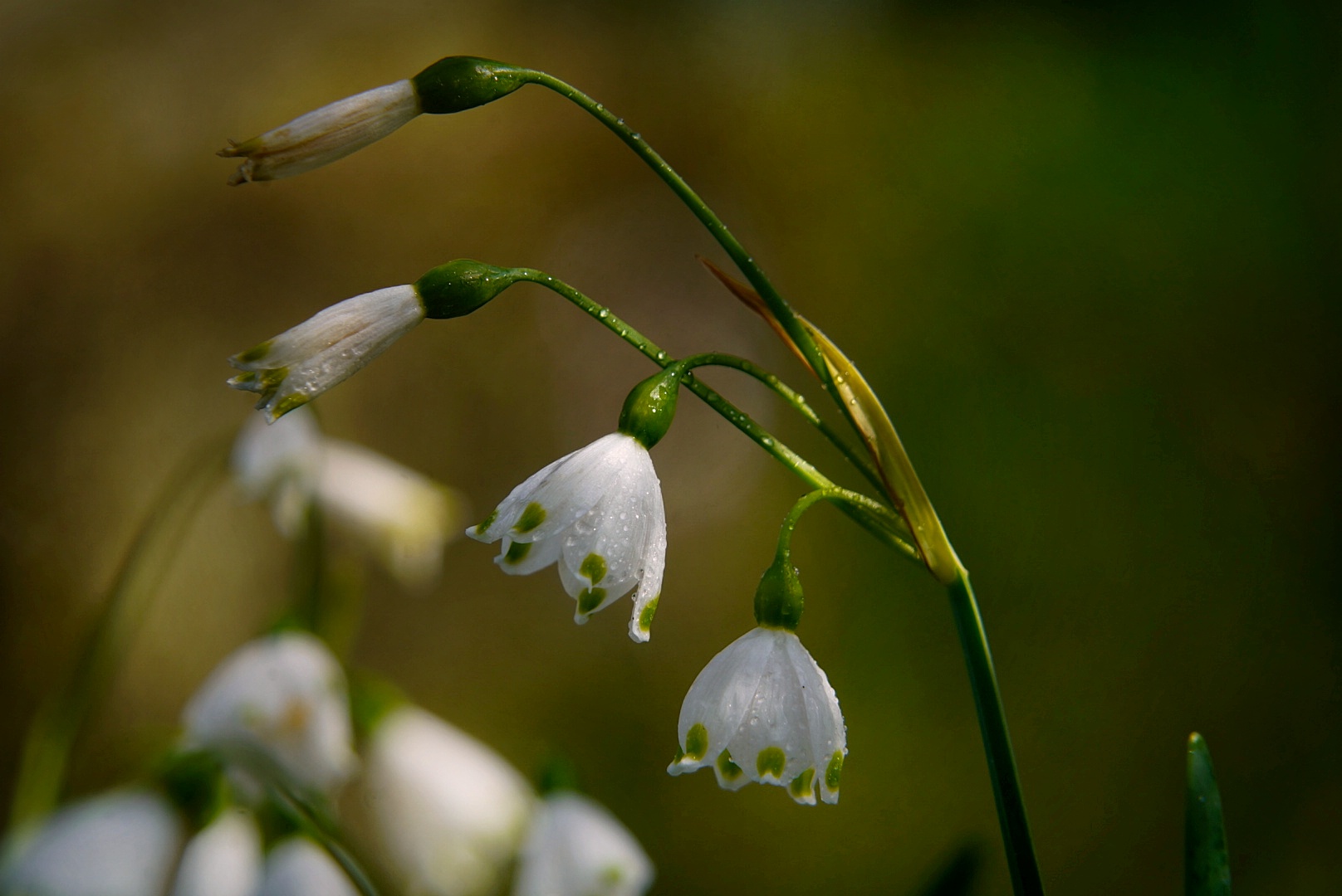 Sommerknotenblume