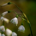 Sommerknotenblume