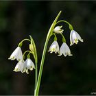 Sommerknotenblume