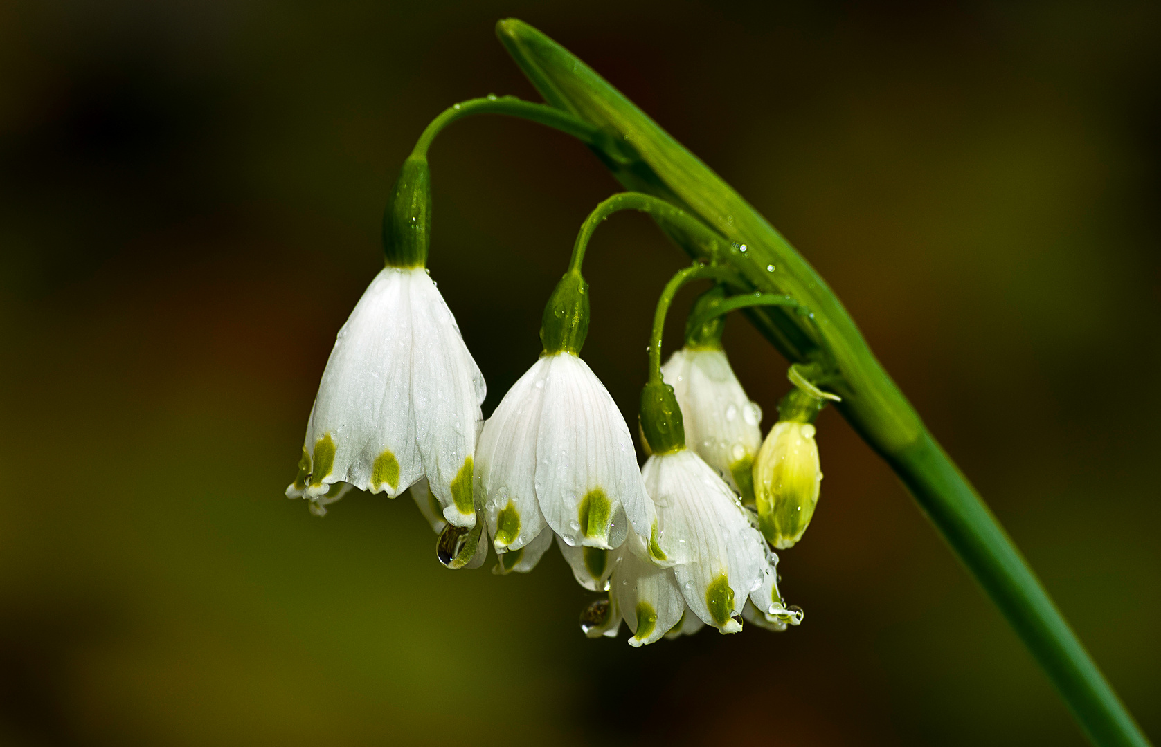 Sommerknotenblume, Lennégarten am Kurfürstl. Schloss