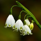 Sommerknotenblume, Lennégarten am Kurfürstl. Schloss