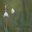 Sommerknotenblume (Leucojum aestivum)