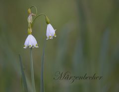 Sommerknotenblume (Leucojum aestivum)