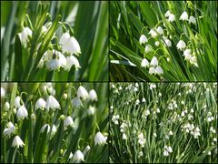 Sommerknotenblumen