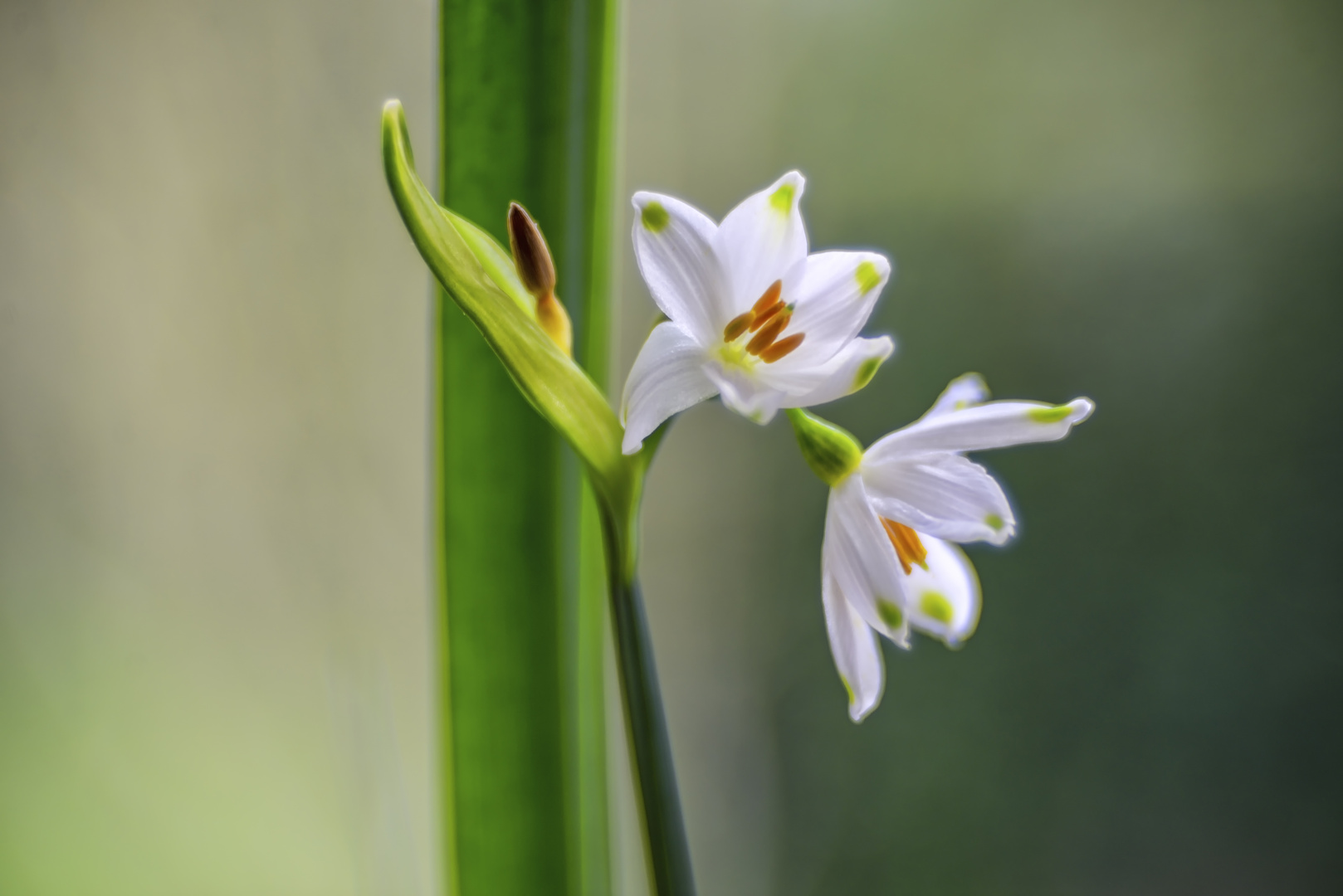 Sommerknotenblumen