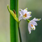 Sommerknotenblumen