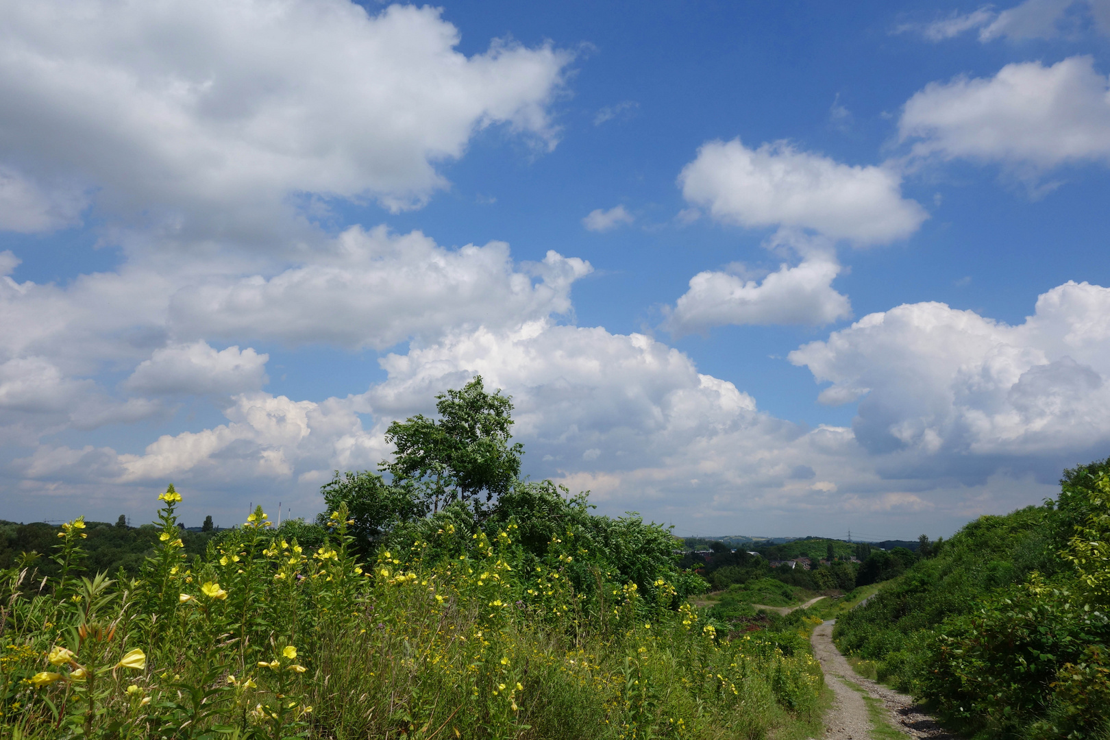 Sommerlandschaft