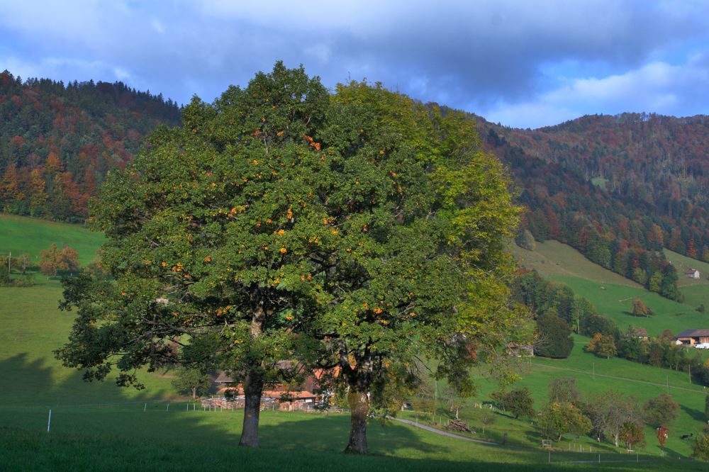 Sommerlandschaft