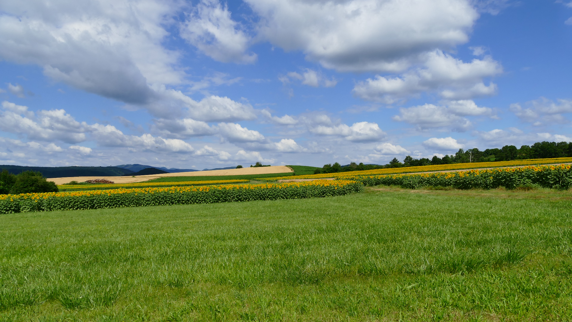 Sommerlandschaft