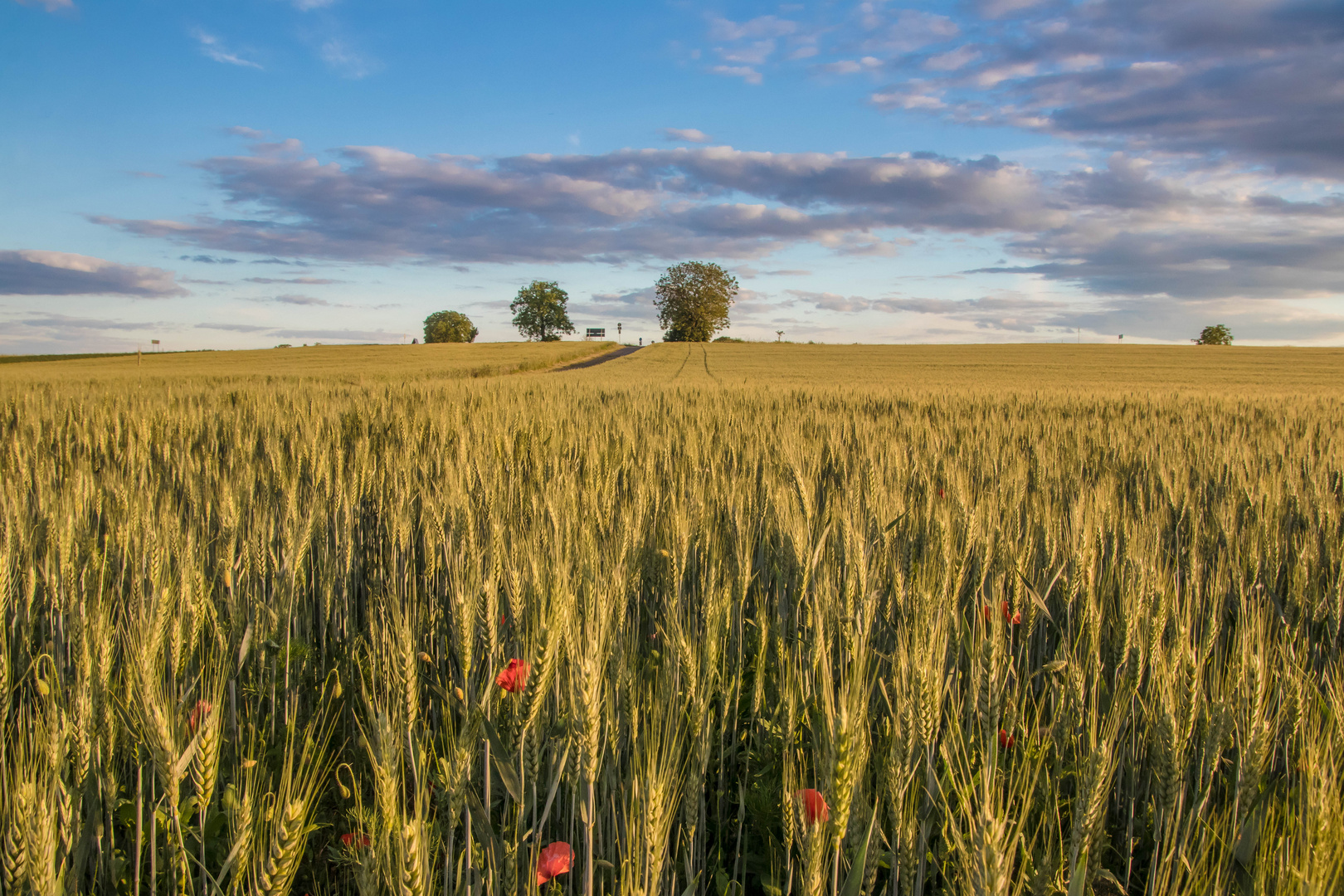 Sommerlandschaft