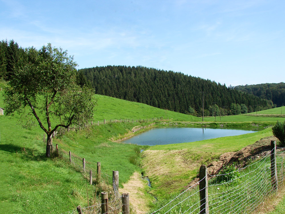 Sommerlandschaft