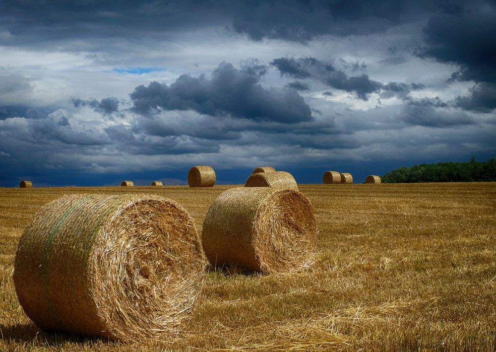 Sommerlandschaft