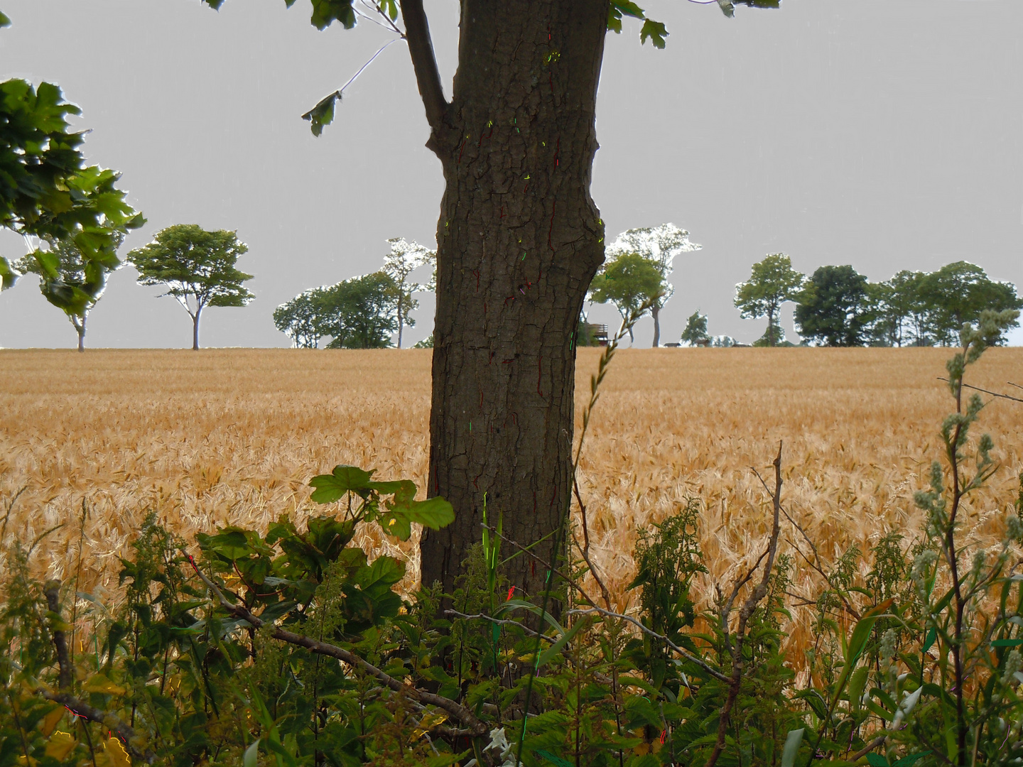 Sommerlandschaft