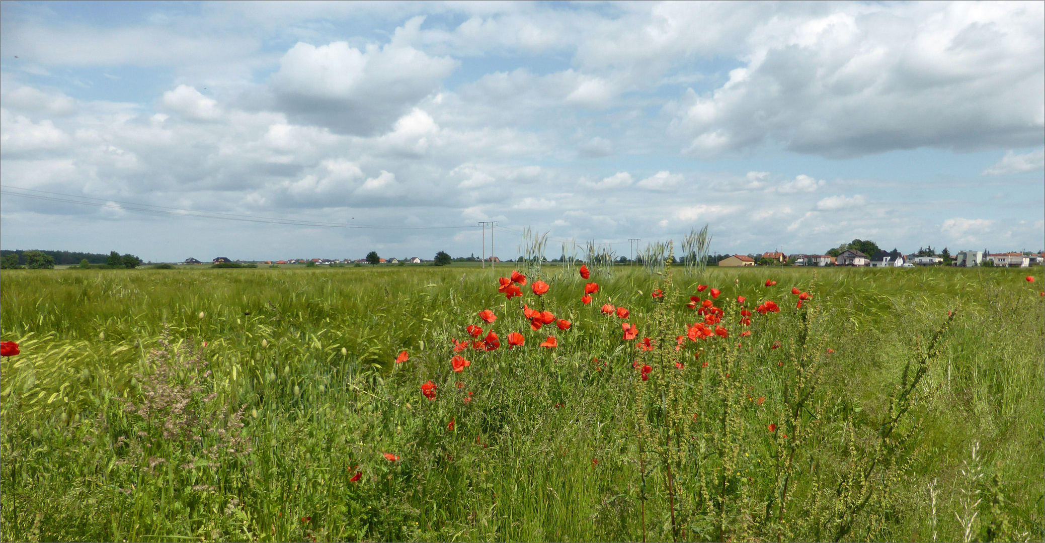 Sommerlandschaft