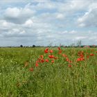 Sommerlandschaft