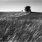 Sommerlandschaft