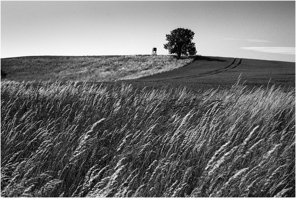 Sommerlandschaft