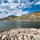 Sommerlandschaft am Mittelrhein | Blick auf Lorchhausen