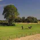 Sommerlandschaft am Niederrhein