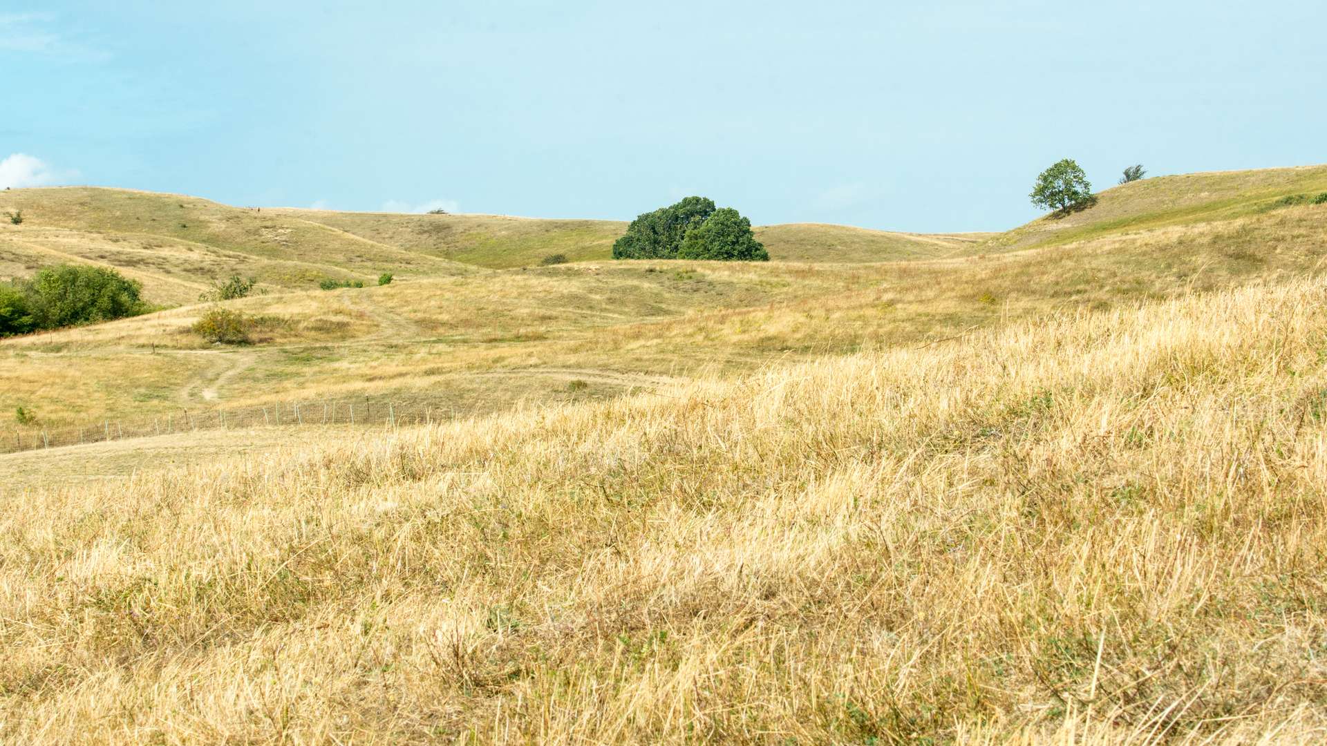 Sommerlandschaft auf Rügen