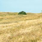 Sommerlandschaft auf Rügen