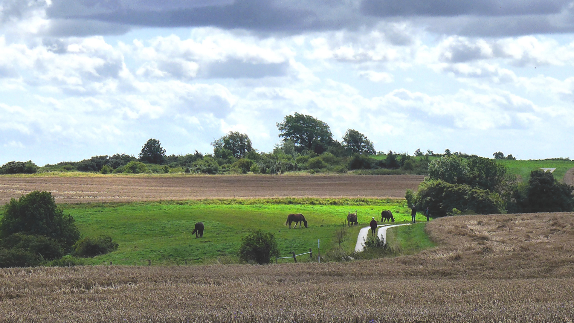 Sommerlandschaft auf Rügen