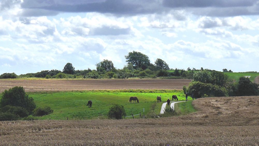 Sommerlandschaft auf Rügen