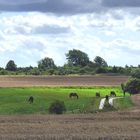 Sommerlandschaft auf Rügen