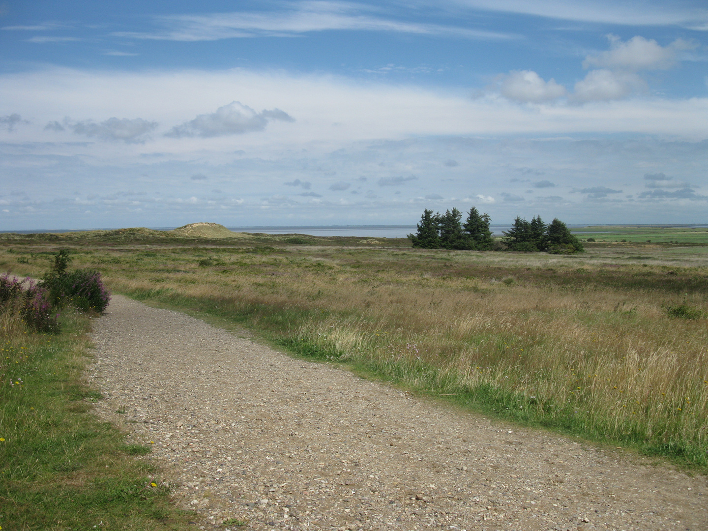 Sommerlandschaft auf Sylt