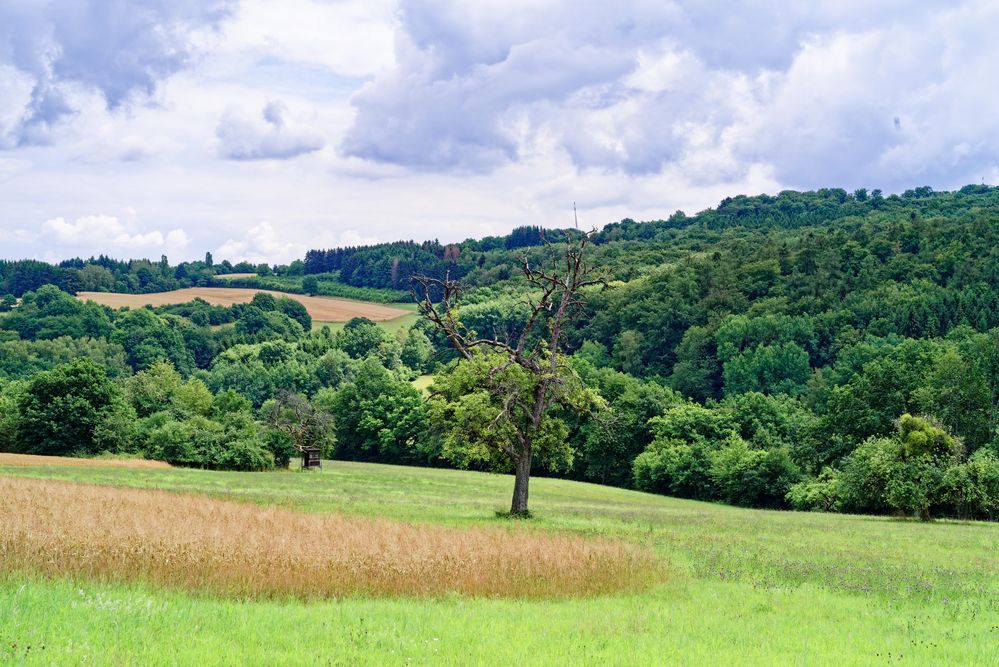 Sommerlandschaft bei Ottweiler/Saarland