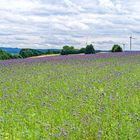 Sommerlandschaft bei Stennweiler/Saarland