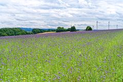 Sommerlandschaft bei Stennweiler/Saarland