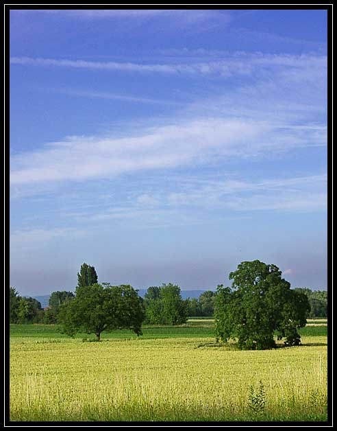 Sommerlandschaft