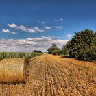 Sommerlandschaft