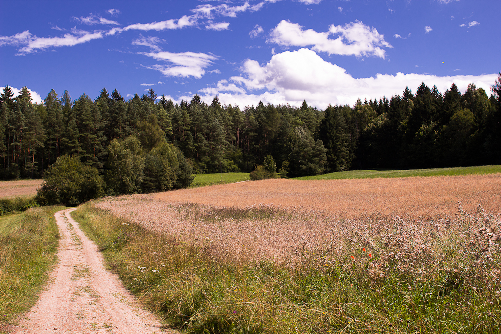 Sommerlandschaft