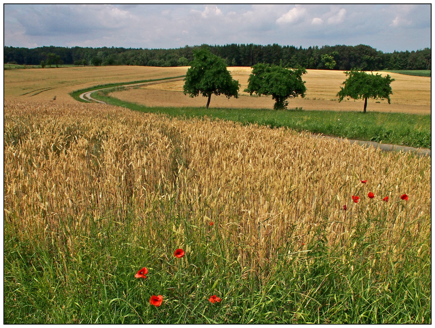 Sommerlandschaft