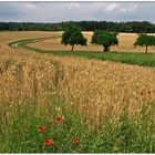 Sommerlandschaft