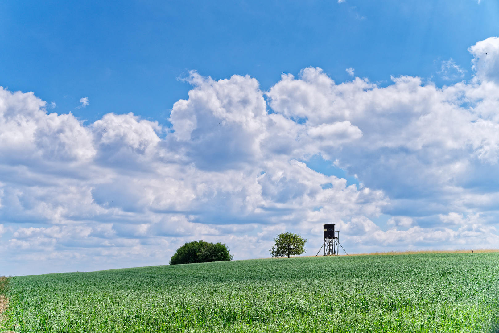 Sommerlandschaft im Saarland (2)