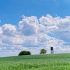 Sommerlandschaft im Saarland (2)