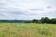 Sommerlandschaft Im Saarland