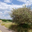 Sommerlandschaft im Saarland