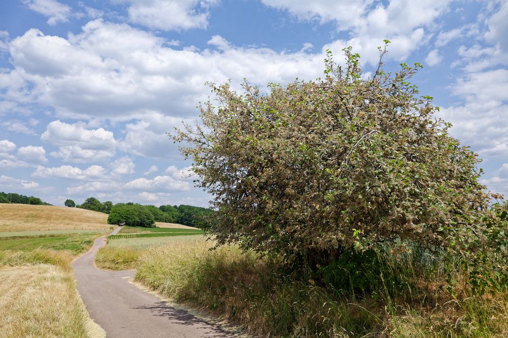 Sommerlandschaft im Saarland