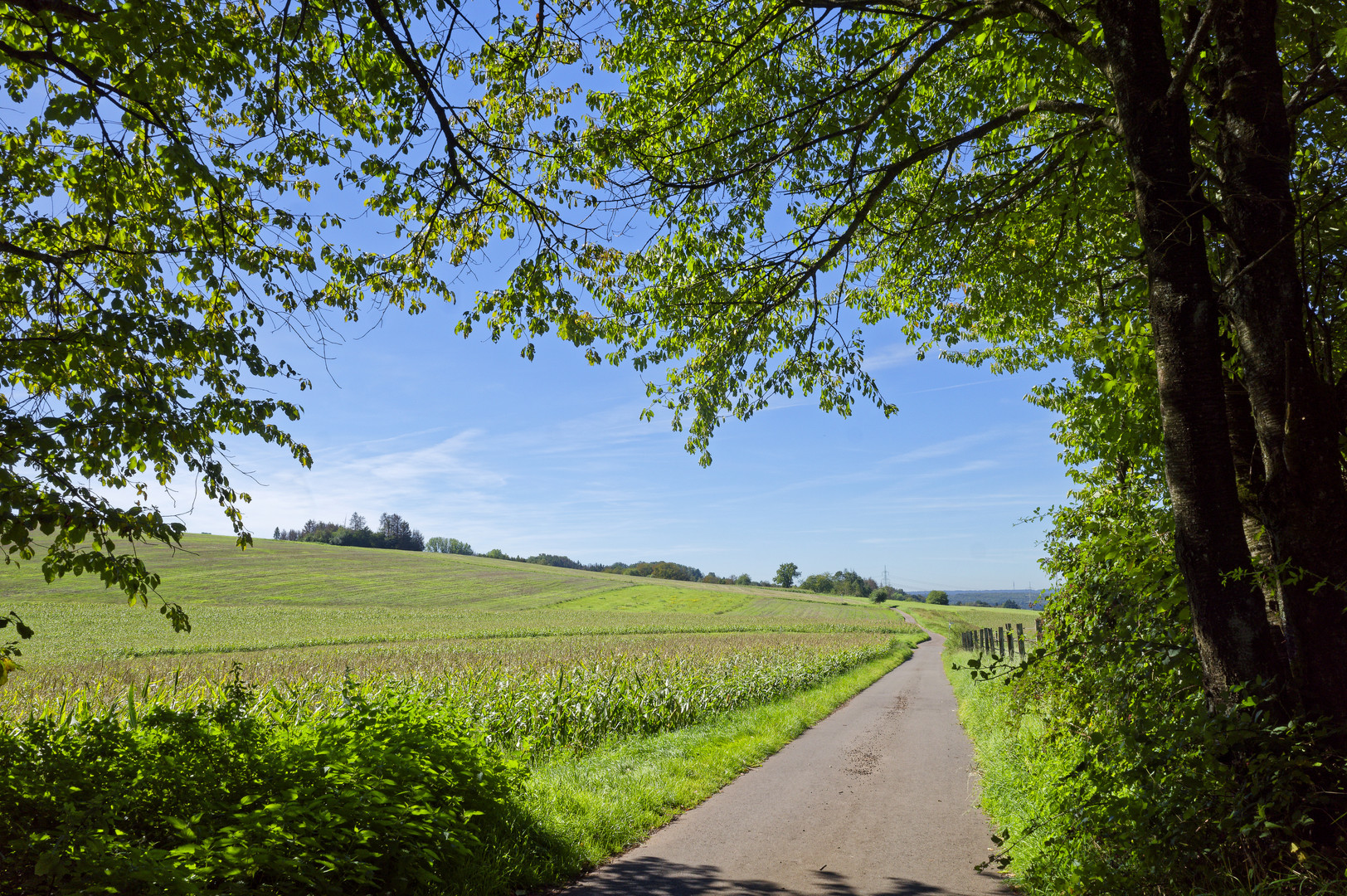 Sommerlandschaft im Saarland