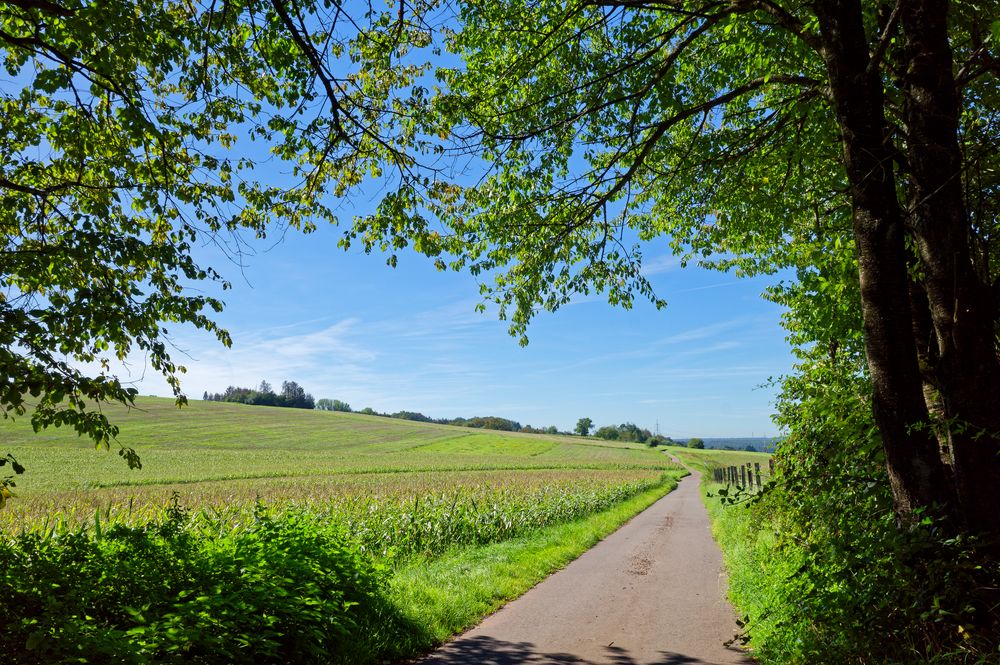 Sommerlandschaft im Saarland