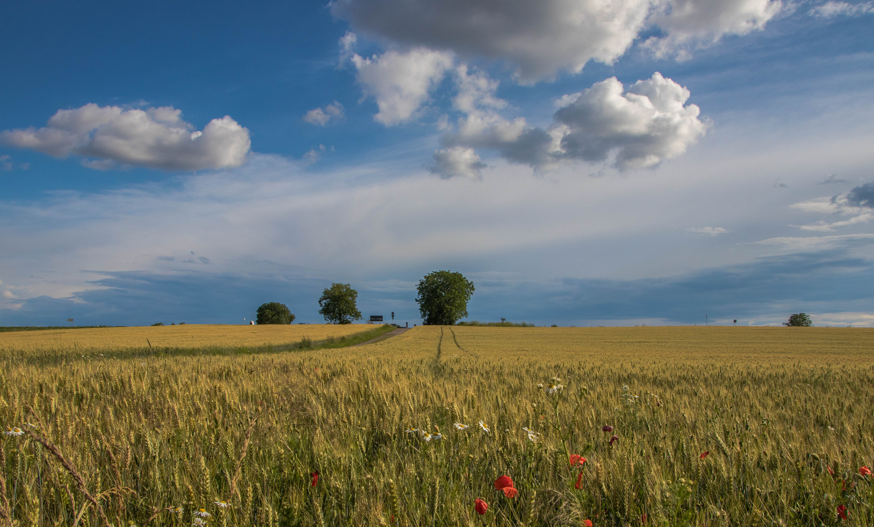 Sommerlandschaft in der Pfalz