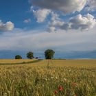 Sommerlandschaft in der Pfalz