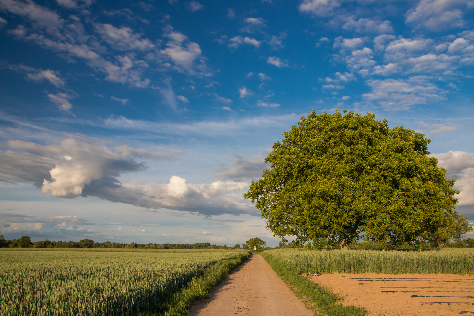 Sommerlandschaft in der Vorderpfalz