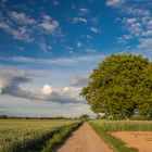 Sommerlandschaft in der Vorderpfalz